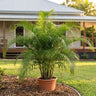 Parlour Palm