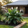 Peace Lily Chico