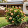 Peach Delight Ixora