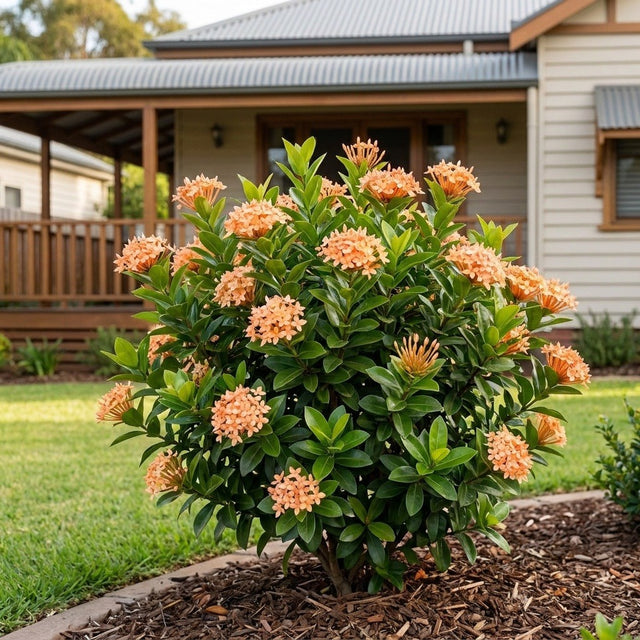 Peach Delight Ixora