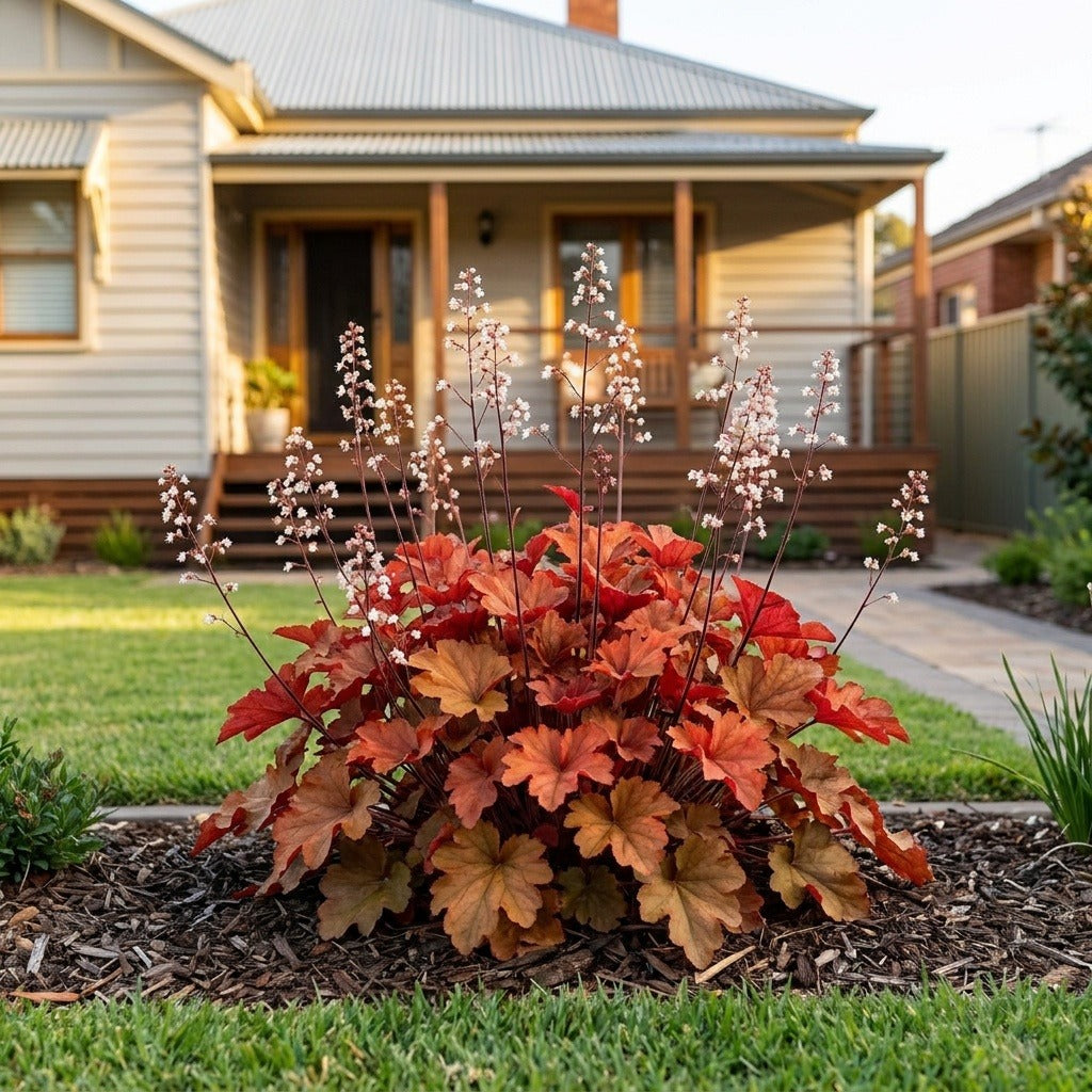 Peach Flambe Coral Bells (Heuchera 'Peach Flambe') growing in a mulched garden bed in front of an Australian home