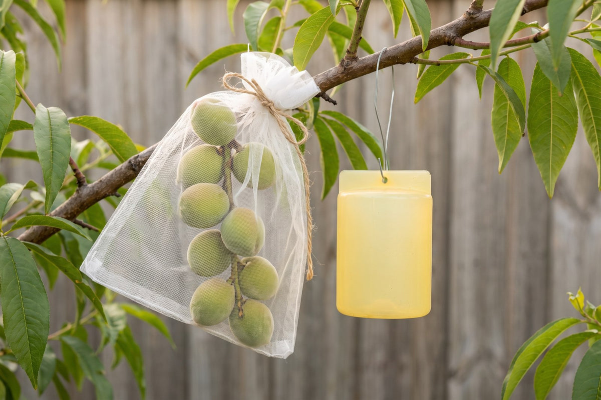 Peach fruit protected by an exclusion bag beside a fruit fly trap hanging in the tree