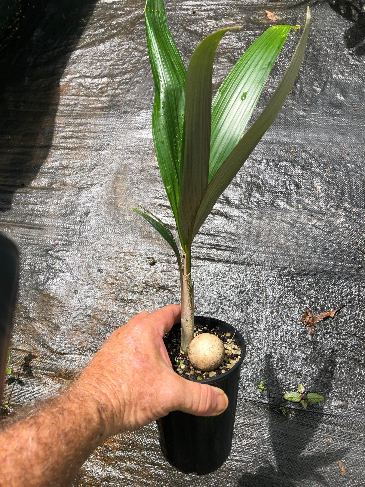 Henry's Palm - Pelagodoxa henryana - Brisbane Plant Nursery