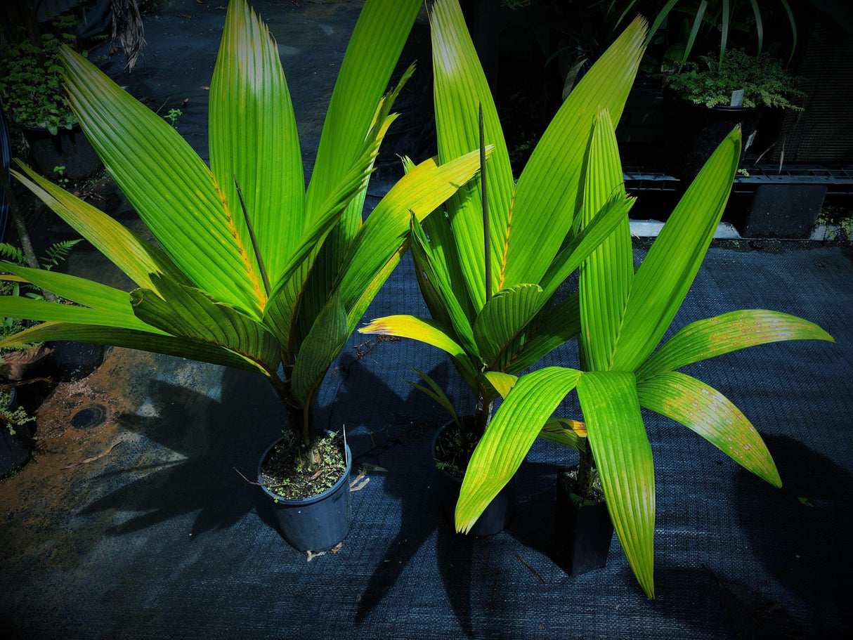 Henry's Palm - Pelagodoxa henryana - Brisbane Plant Nursery