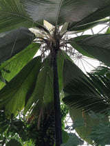 Henry's Palm - Pelagodoxa henryana - Brisbane Plant Nursery