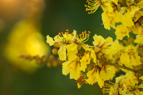 Golden Flamboyant Tree - Peltophorum pterocarpum - Brisbane Plant Nursery