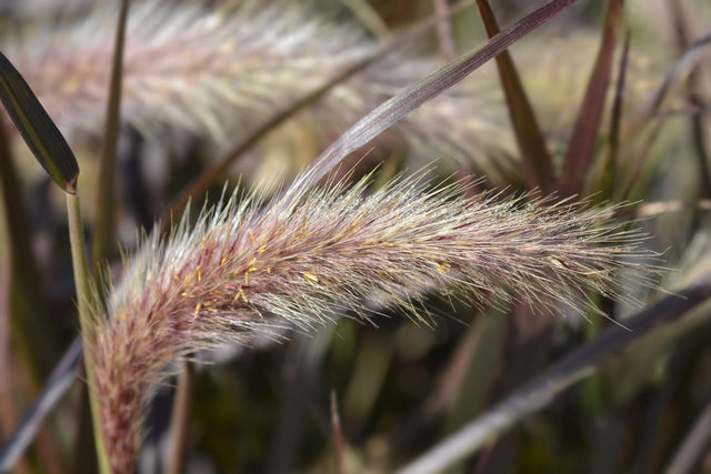 Purple Fountain Grass - Pennisetum advena 'Rubrum' - Brisbane Plant Nursery