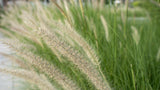 Fountain Grass - Pennisetum alopecuroides - Brisbane Plant Nursery