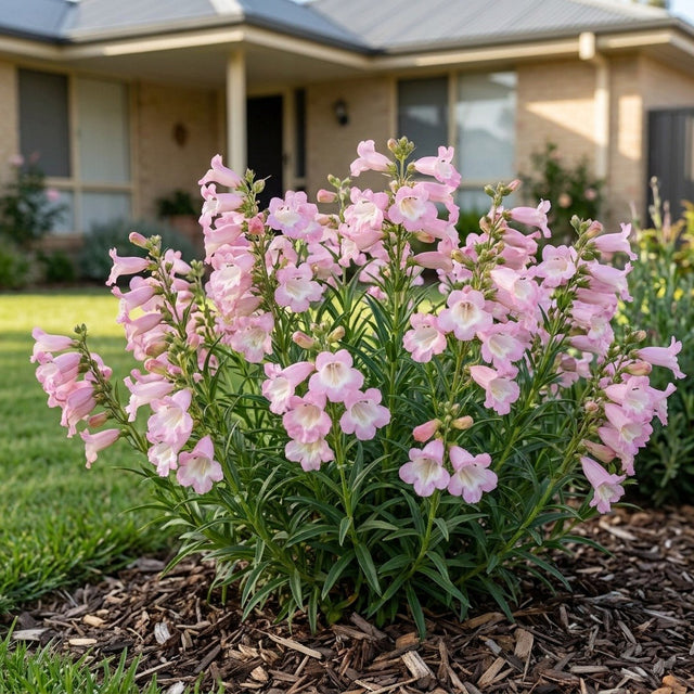 Hartweg's Beardtongue (Penstemon hartwegii)