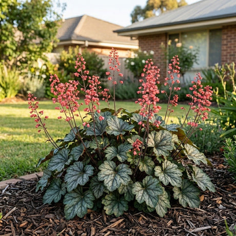 Coral Bells (Heuchera)