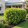 Perfect Pillar Pittosporum