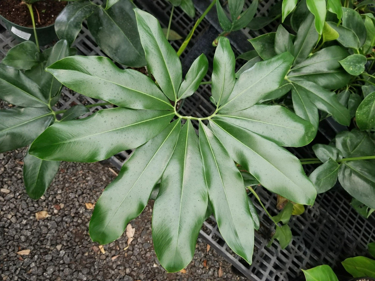 Finger Leaf Philodendron - Philodendron goeldii - Brisbane Plant Nursery