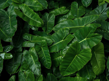 Hope Philodendron - Philodendron 'Hope' - Brisbane Plant Nursery