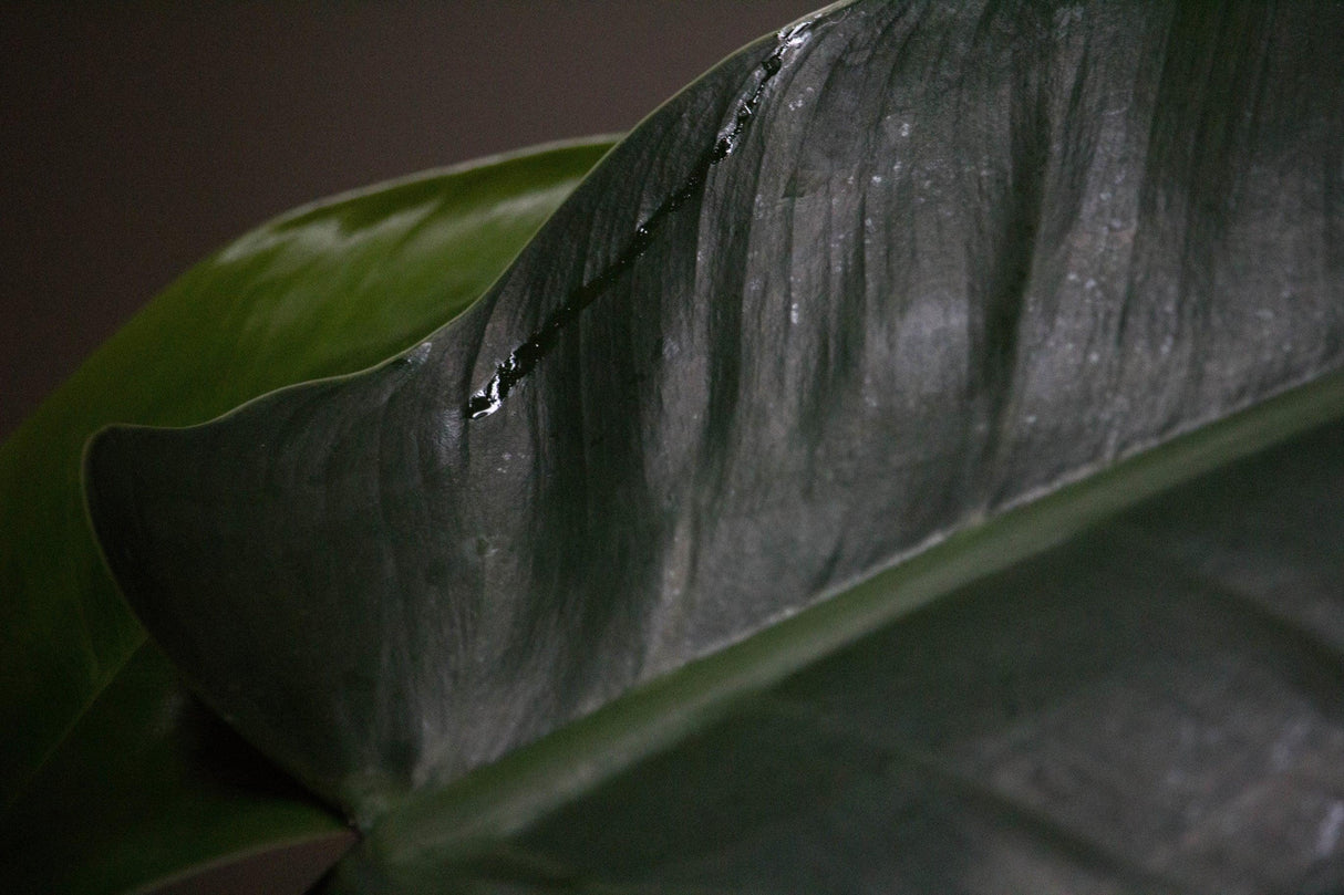 Imperial Green Philodendron - Philodendron 'Imperial Green' - Brisbane Plant Nursery