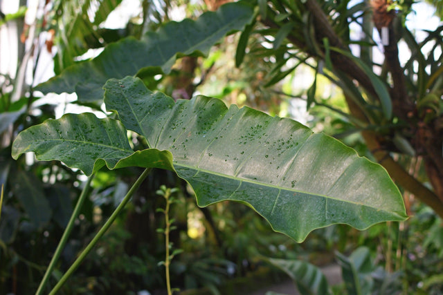 Narrow Lobed Philodendron - Philodendron stenolobum - Brisbane Plant Nursery