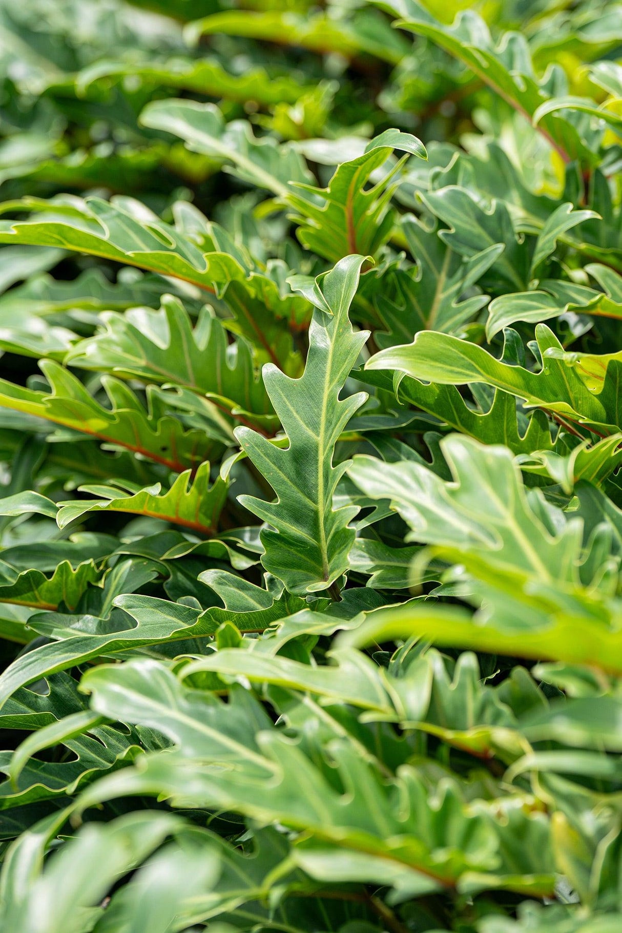 Xanadu Philodendron - Philodendron xanadu - Brisbane Plant Nursery