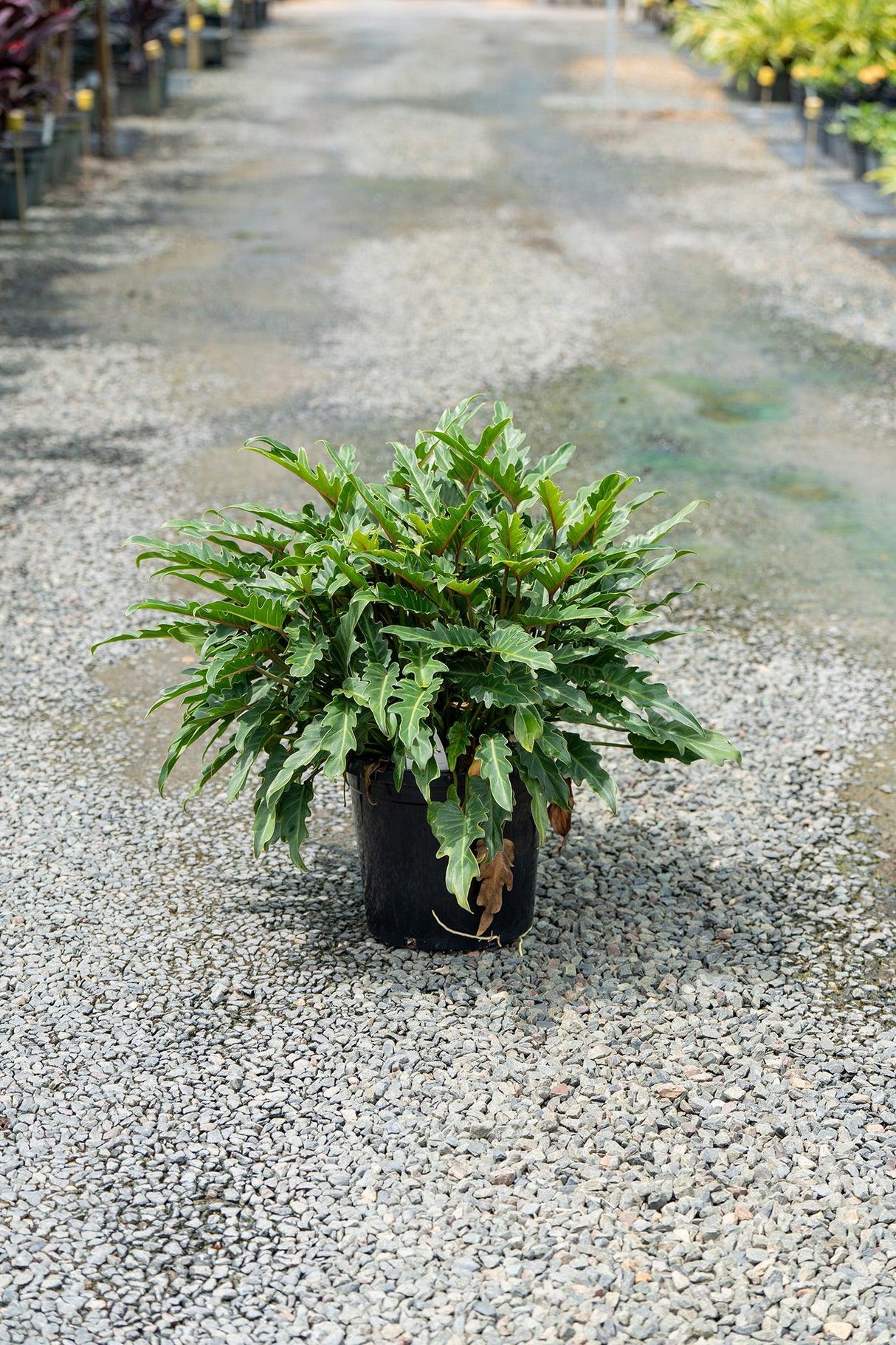 Xanadu Philodendron - Philodendron xanadu - Brisbane Plant Nursery