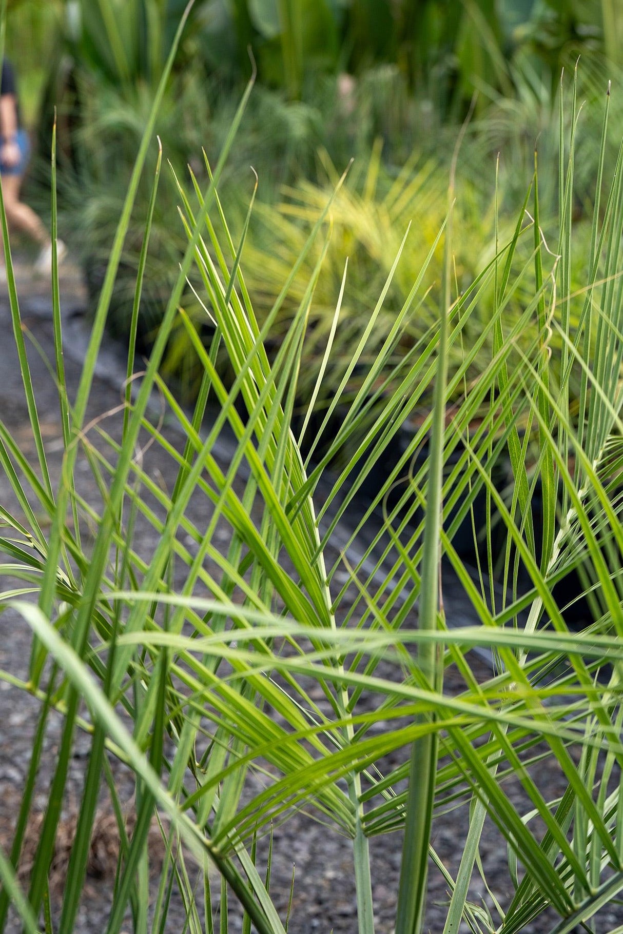 Canary Island Date Palm - Phoenix canariensis - Brisbane Plant Nursery