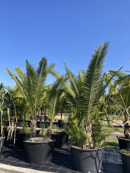 Senegal Date Palm - Phoenix reclinata - Brisbane Plant Nursery