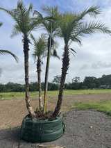 Senegal Date Palm - Phoenix reclinata - Brisbane Plant Nursery