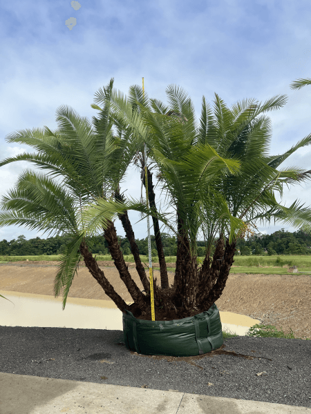 Senegal Date Palm - Phoenix reclinata - Brisbane Plant Nursery