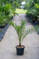 Dwarf Date Palm - Phoenix roebelenii - Brisbane Plant Nursery