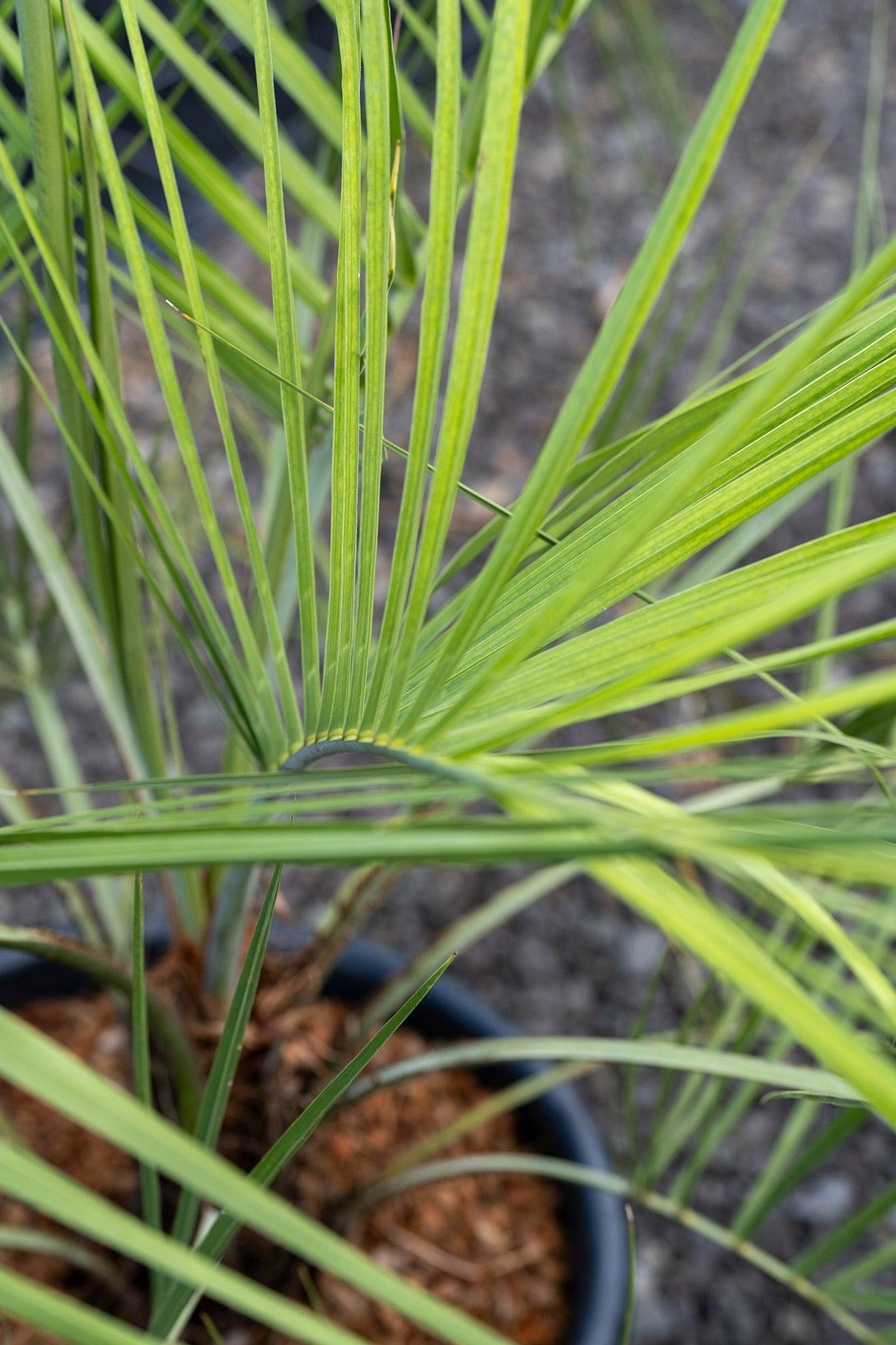 Dwarf Date Palm - Phoenix roebelenii - Brisbane Plant Nursery