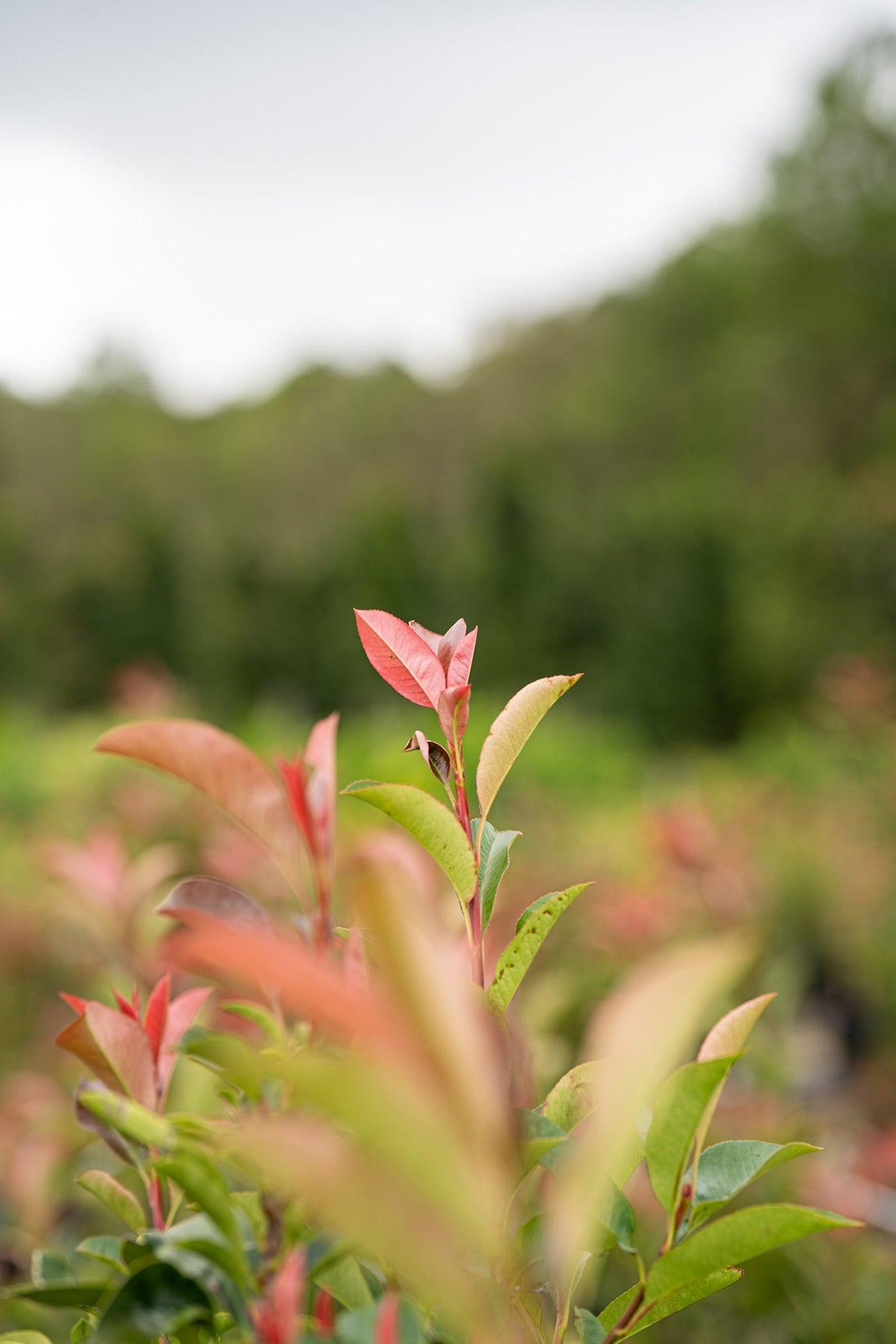 Red Robin - Photinia × fraseri - Brisbane Plant Nursery