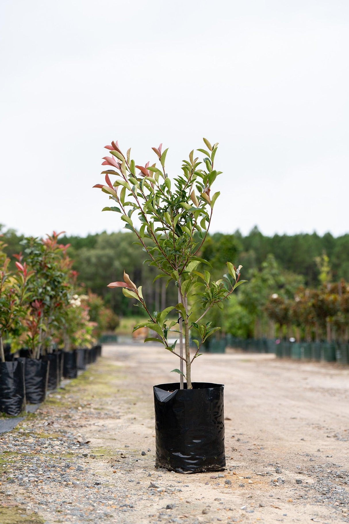 Red Robin - Photinia × fraseri - Brisbane Plant Nursery