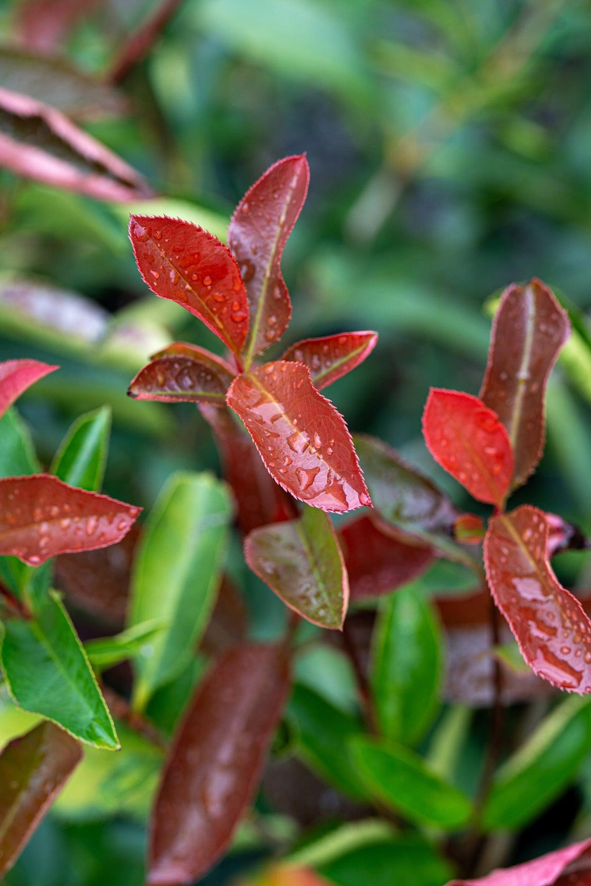 Red Robin - Photinia × fraseri - Brisbane Plant Nursery