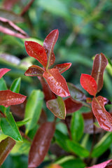 Red Robin - Photinia × fraseri - Brisbane Plant Nursery