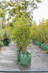 Red Robin - Photinia × fraseri - Brisbane Plant Nursery