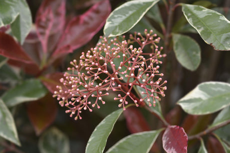 Pink Marble Photinia - Photinia 'Pink Marble' - Brisbane Plant Nursery