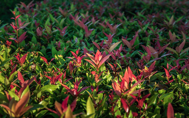 Robusta Photinia - Photinia robusta - Brisbane Plant Nursery