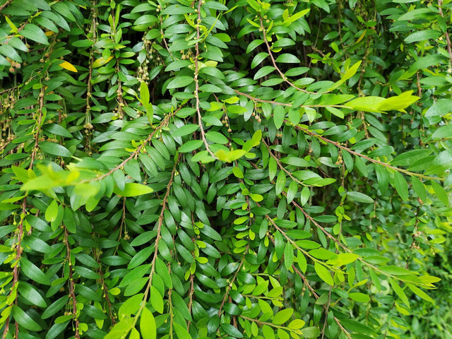 Little Leaf Phyllanthus - Phyllanthus minutiflora - Brisbane Plant Nursery