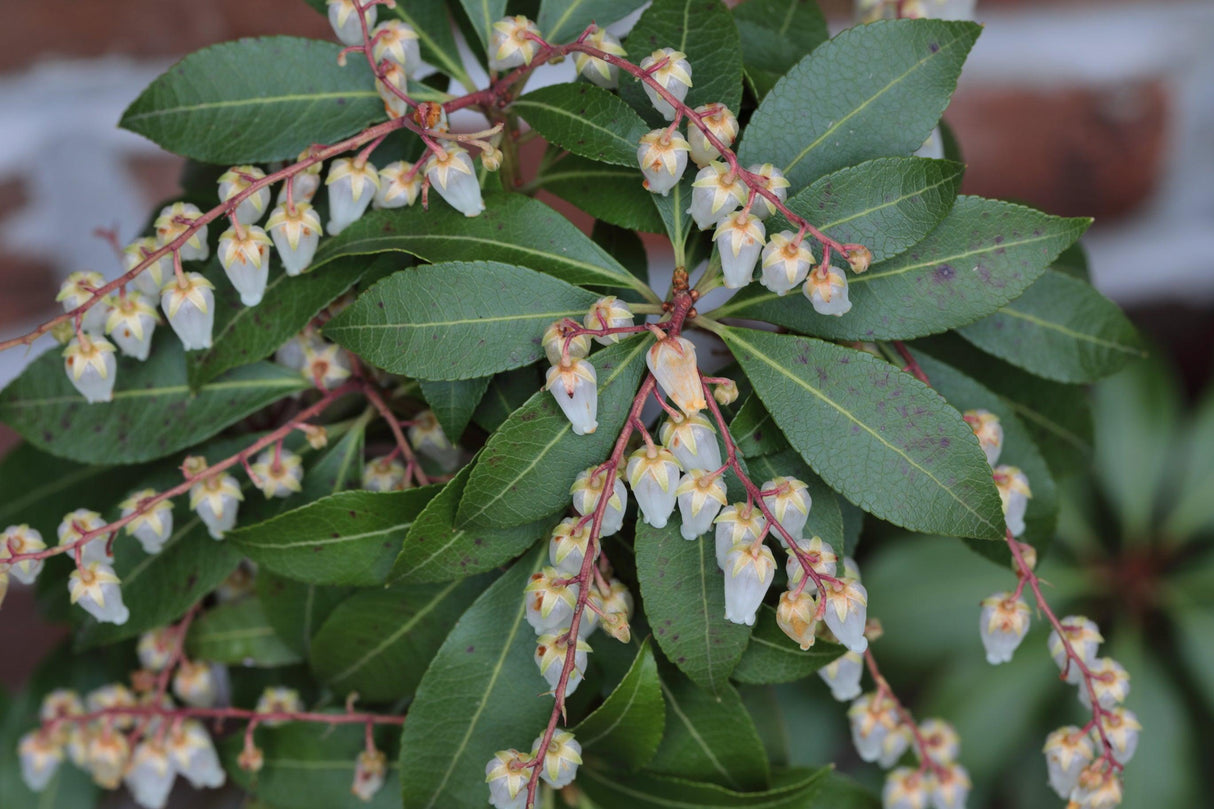 Temple Bells Pieris - Pieris japonica 'Temple Bells' - Brisbane Plant Nursery