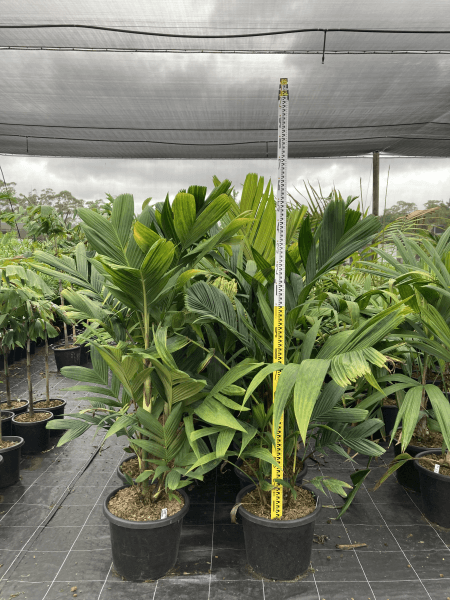 Ivory Cane Palm - Pinanga kuhlii - Brisbane Plant Nursery