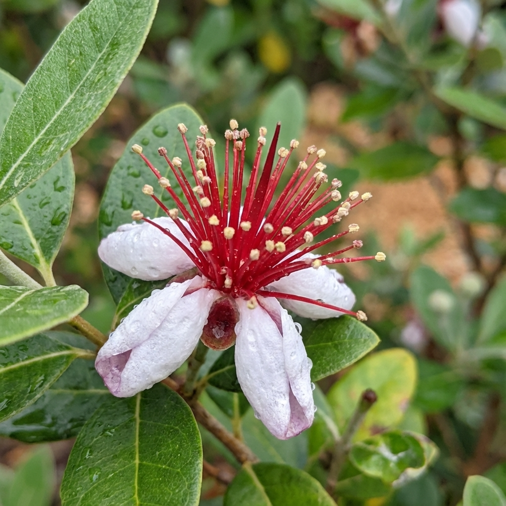 A Feijoa Pineapple Guava (Acca sellowiana) flower displays red and white petals with water droplets, surrounded by green leaves.