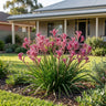 Pink Beauty Kangaroo Paw