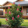Pink Candelabra Grevillea