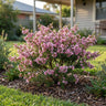 Pink Crystals Tea Tree