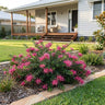 Pink Curl™ Grevillea