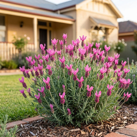 Pink French Lavender