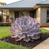 Pink Frills Succulent