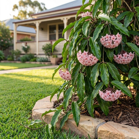Pink Hoya