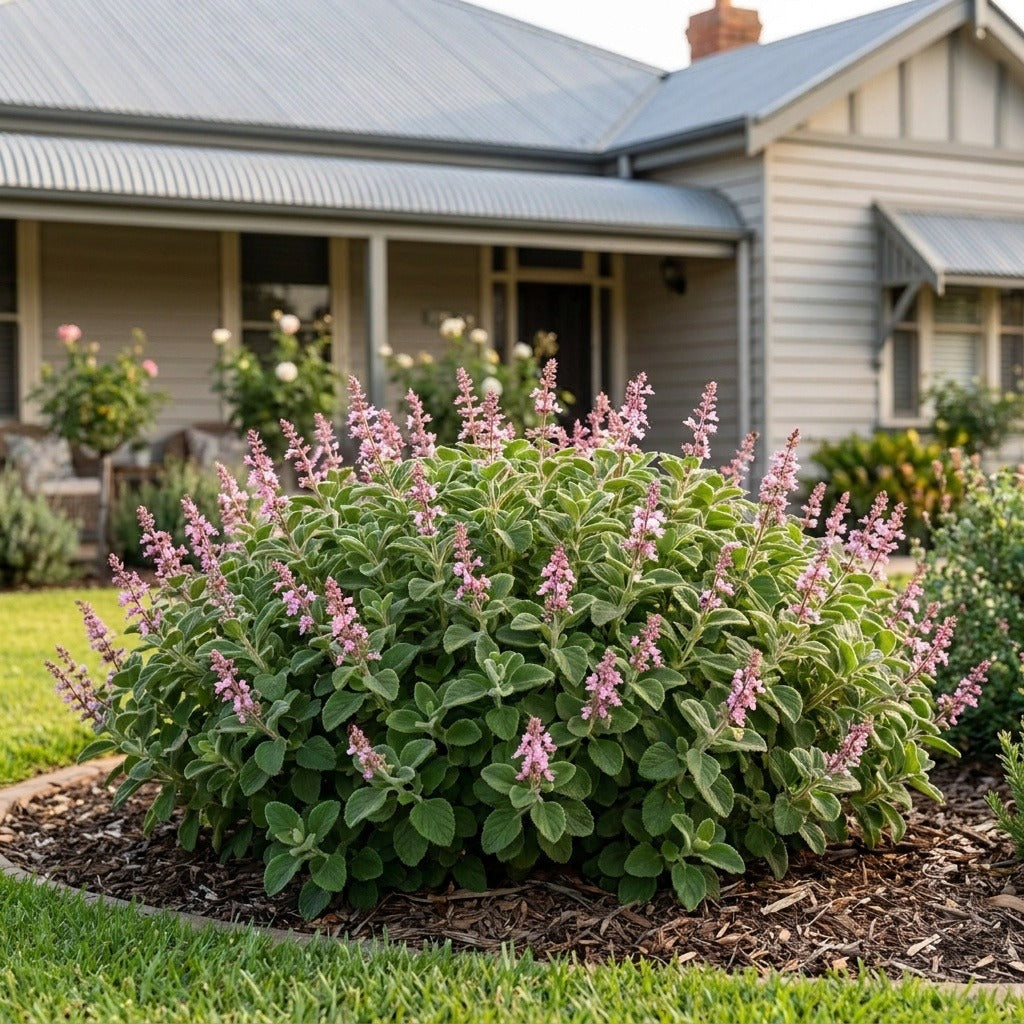 Plectranthus (Plectranthus)