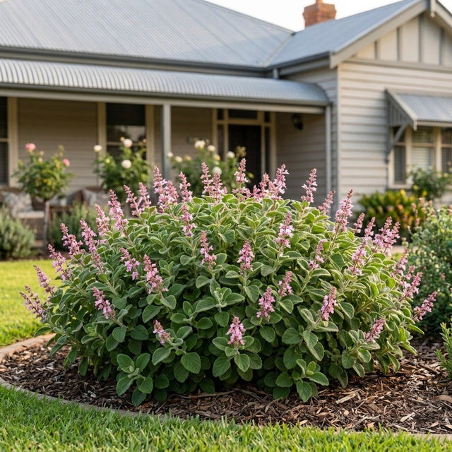 Plectranthus (Plectranthus)
