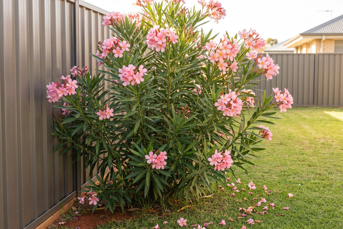 Pink oleander shrub beside a fence, a common garden plant that is toxic to pets and children