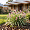 Pink Pearl™ Liriope