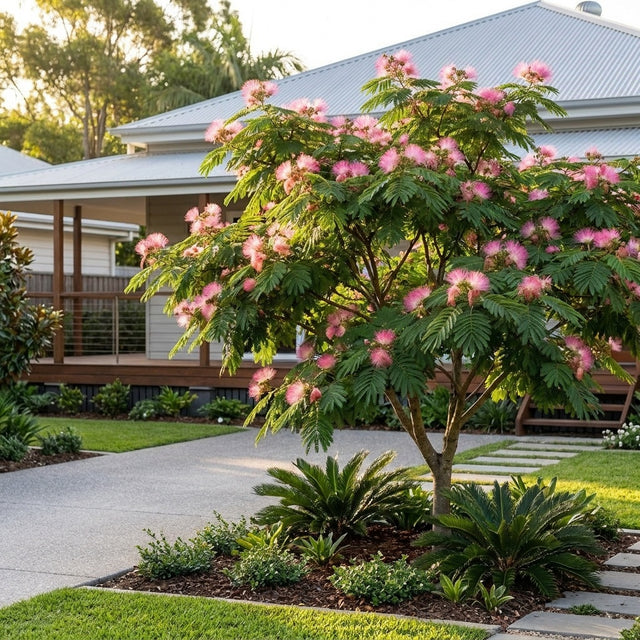 Pink Powder Puff - Calliandra 'Pink Poodle'